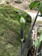 Image of Arisaema formosanum (Hayata) Hayata