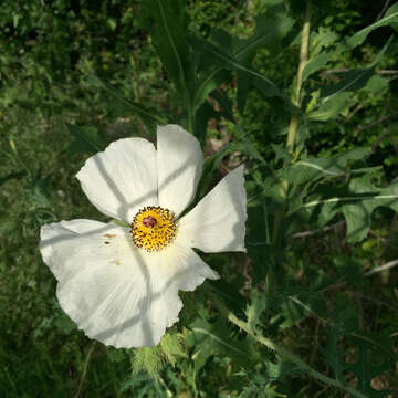 Image of bluestem pricklypoppy