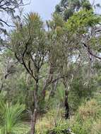 Image of northern banksia