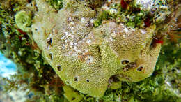 Image of variable loggerhead sponge
