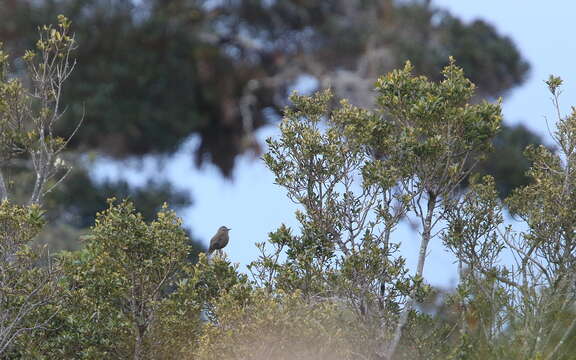 Image of Smoky Bush Tyrant