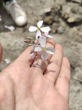 Слика од Moricandia foetida Bourg.