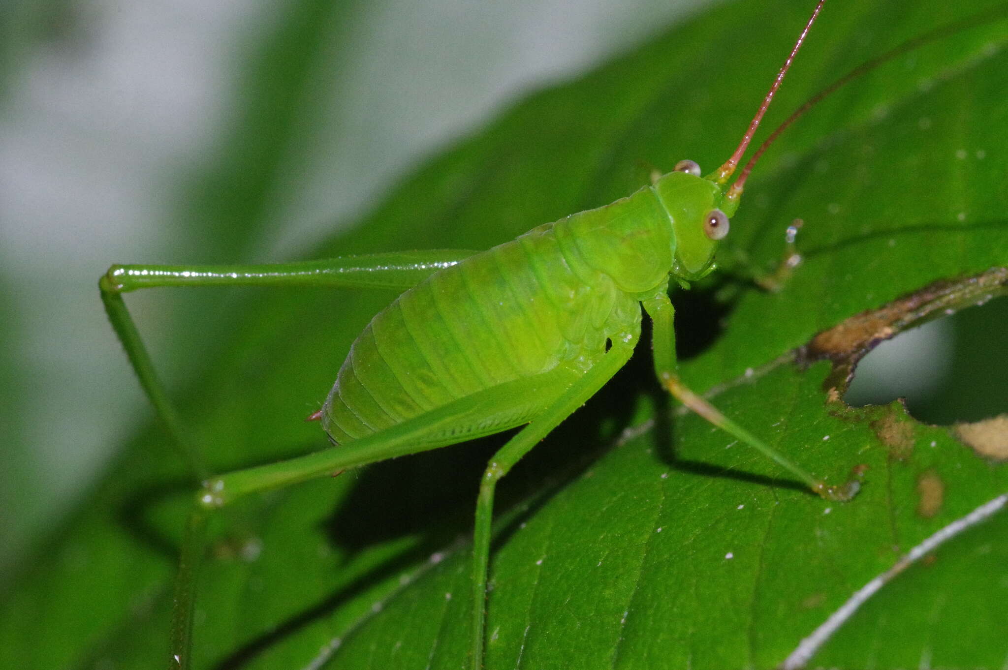 Image of Psyrana ryukyuensis Ichikawa 2001