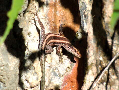 Image of Anatololacerta ibrahimi