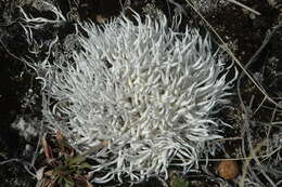 Image of Thamnolia vermicularis subsp. vermicularis