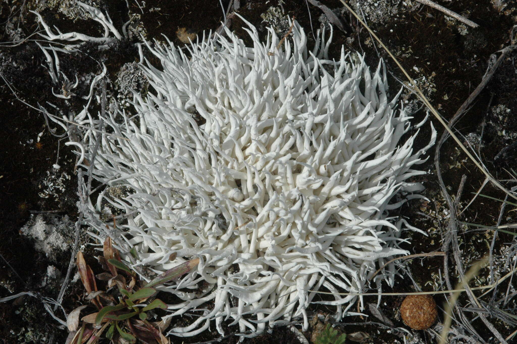 Image of Thamnolia vermicularis subsp. vermicularis