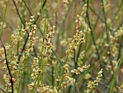 Image of Duma florulenta (Meisn.) T. M. Schust.