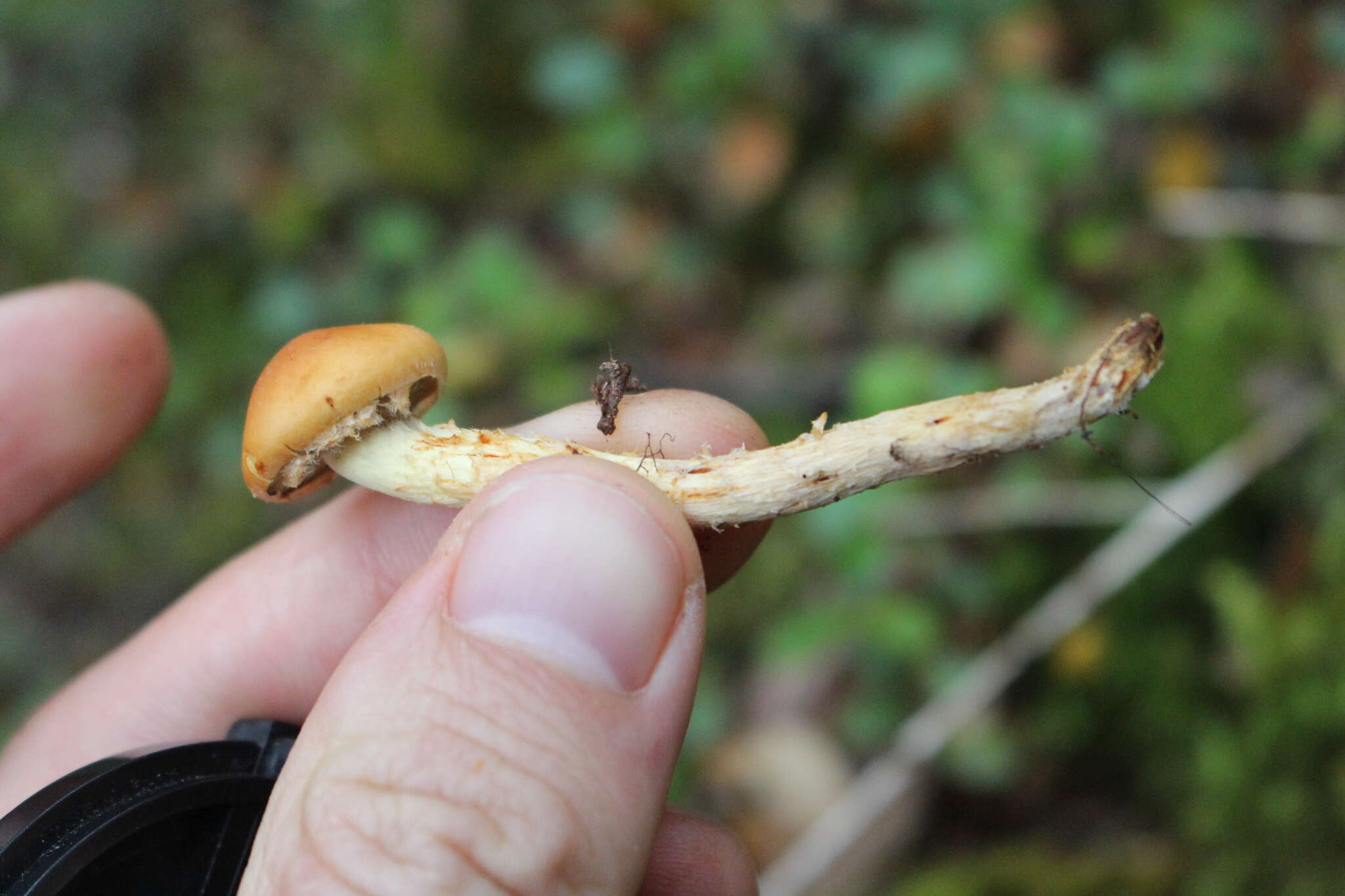 Image of Hypholoma australianum Redhead 2014