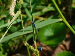 Sivun Oxyagrion ablutum (Calvert 1909) kuva