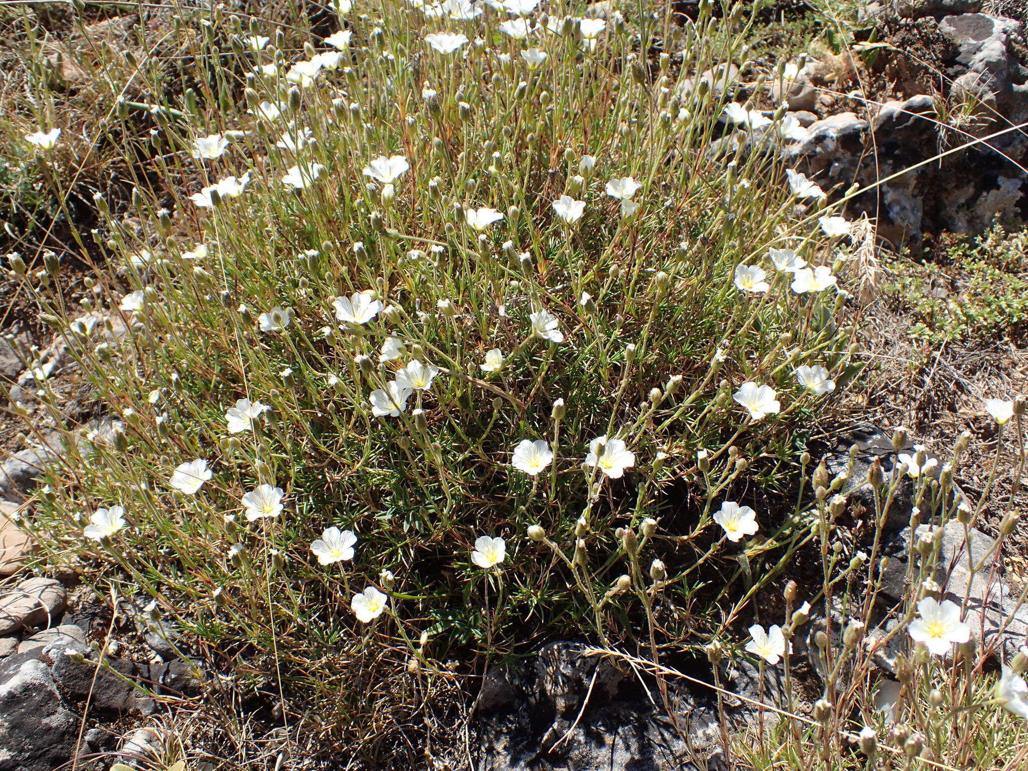 Plancia ëd Cherleria capillacea (All.) A. J. Moore & Dillenb.