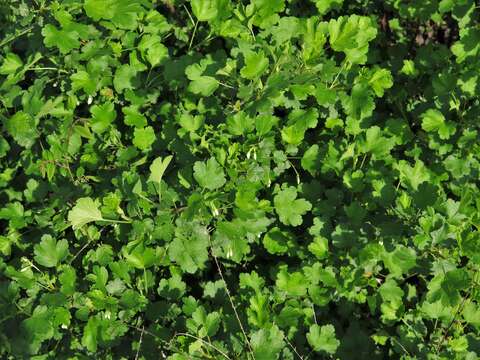 Image of granite gooseberry