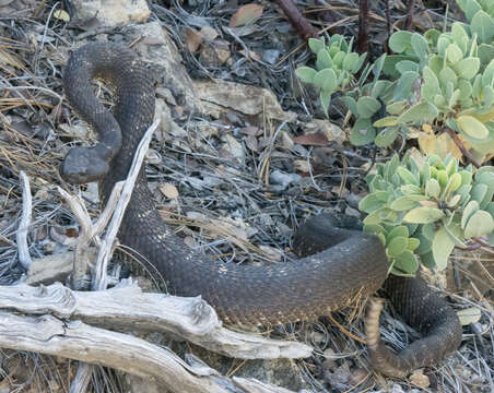 Crotalus cerberus (Coues ex Wheeler 1875)的圖片