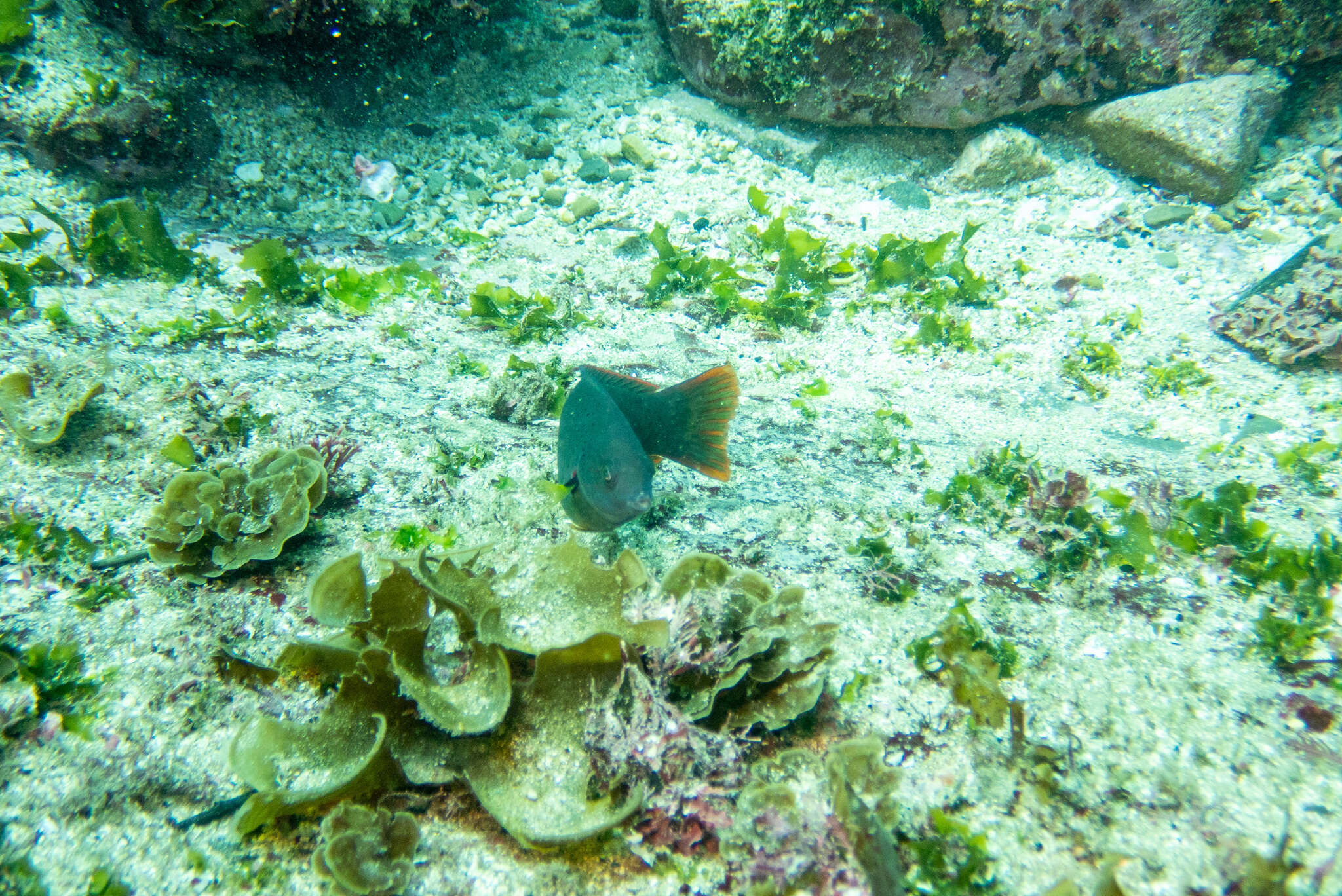 Image of Black wrasse