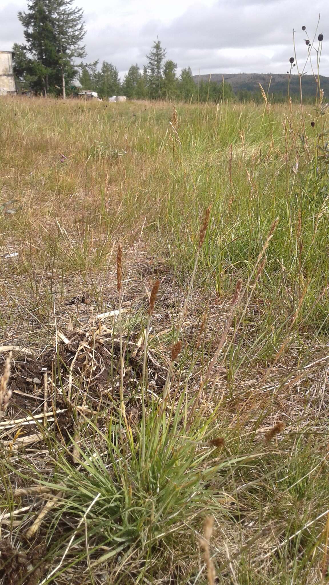 Image of Eurasian Junegrass