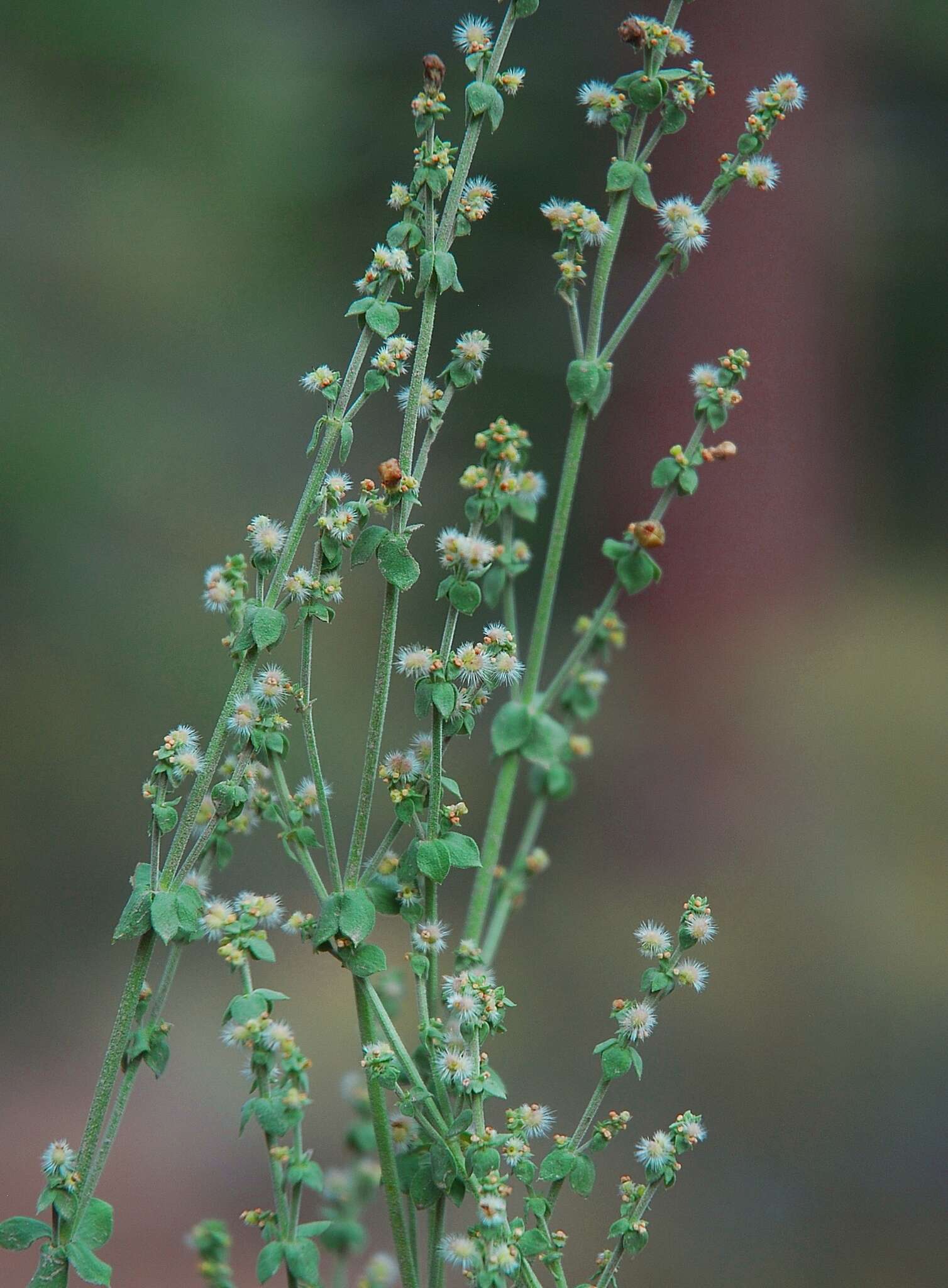 Sivun Galium parishii Hilend & J. T. Howell kuva