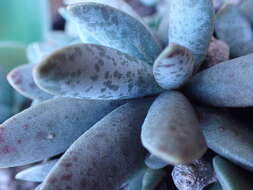 Image of Adromischus umbraticola C. A. Smith