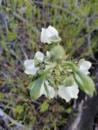 Image of Chloraea galeata Lindl.