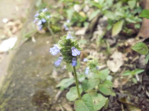 Image of Salvia lasiocephala Hook. & Arn.