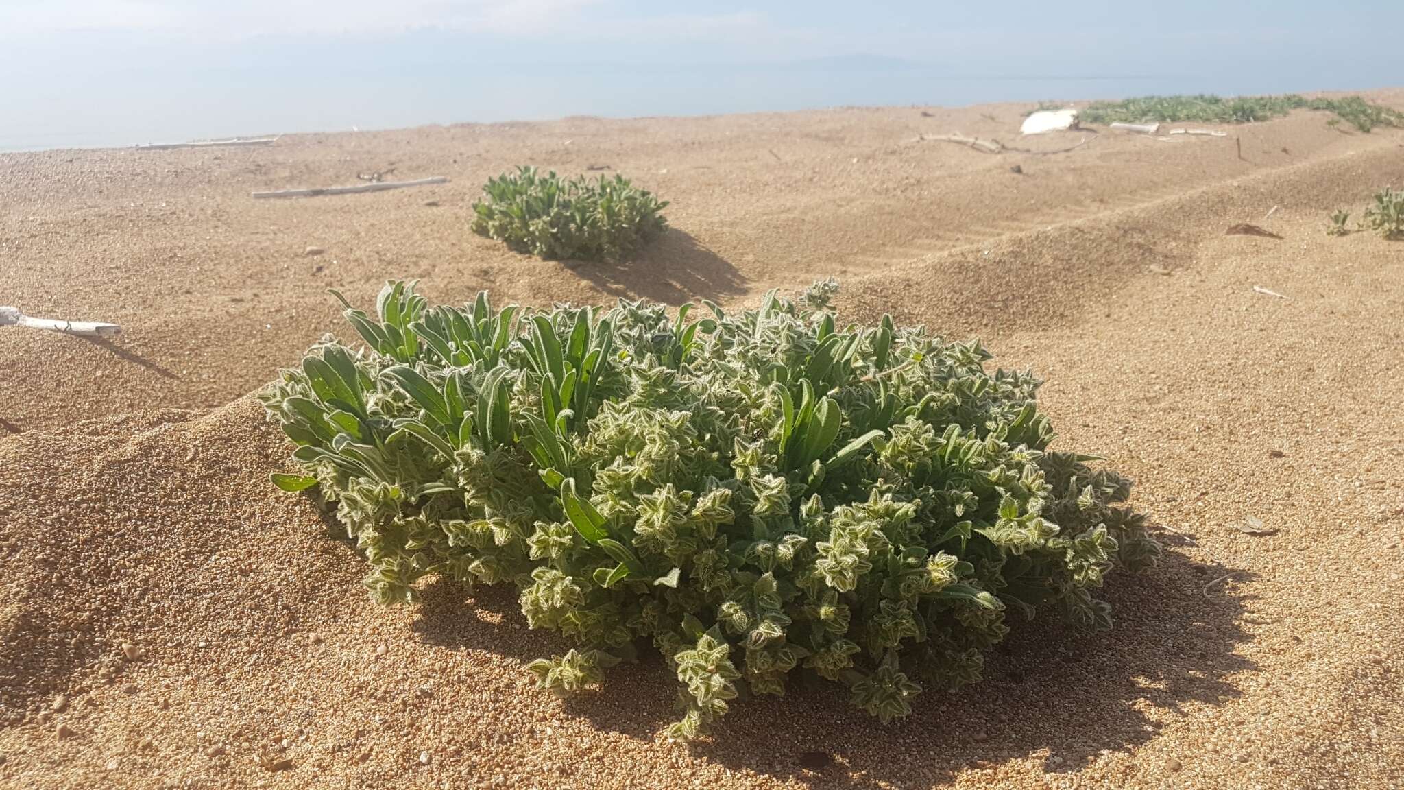 Слика од Craniospermum subvillosum Lehm.