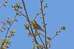 Image of Blue-winged Warbler