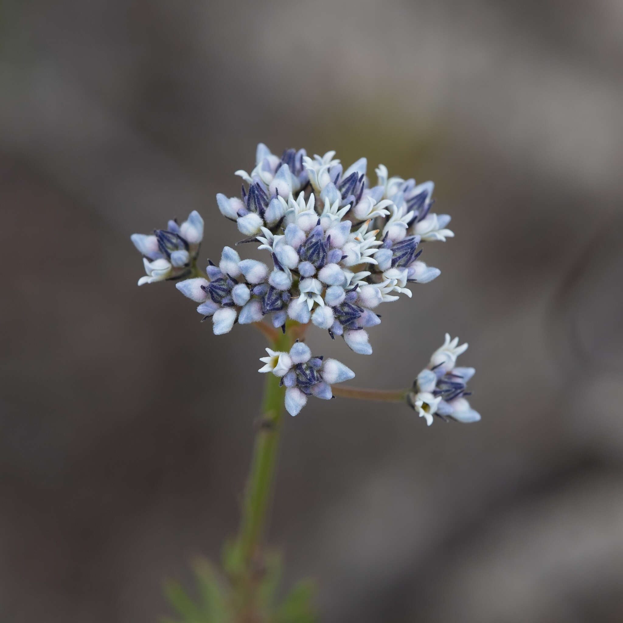 Image of Conospermum patens Schltdl.