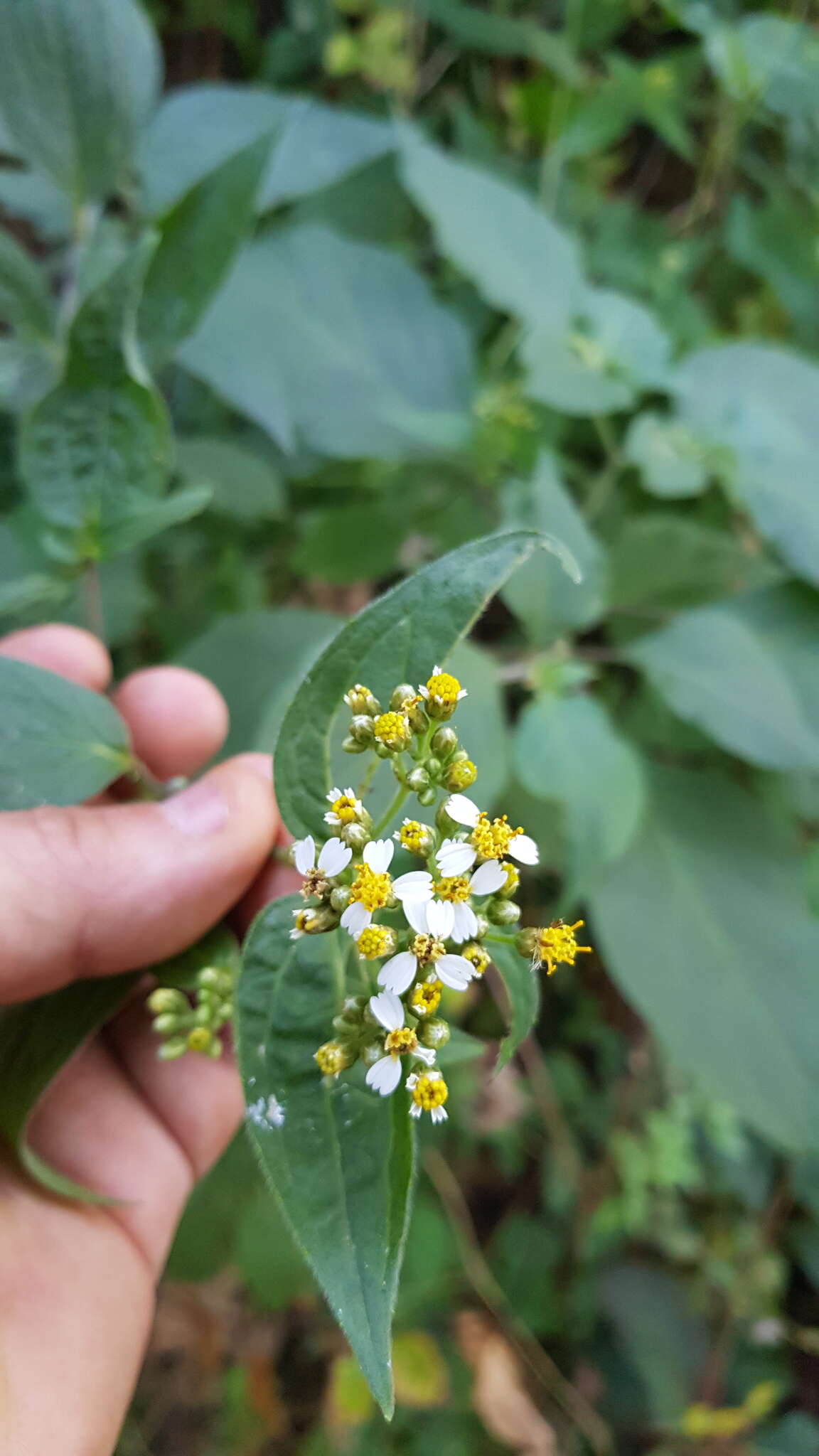 Image de Alloispermum integrifolium (DC.) H. Rob.