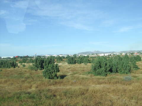 Image of Athel tamarisk