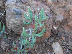 Image of Tylecodon buchholzianus (Schuldt & Steph.) H. Tölken