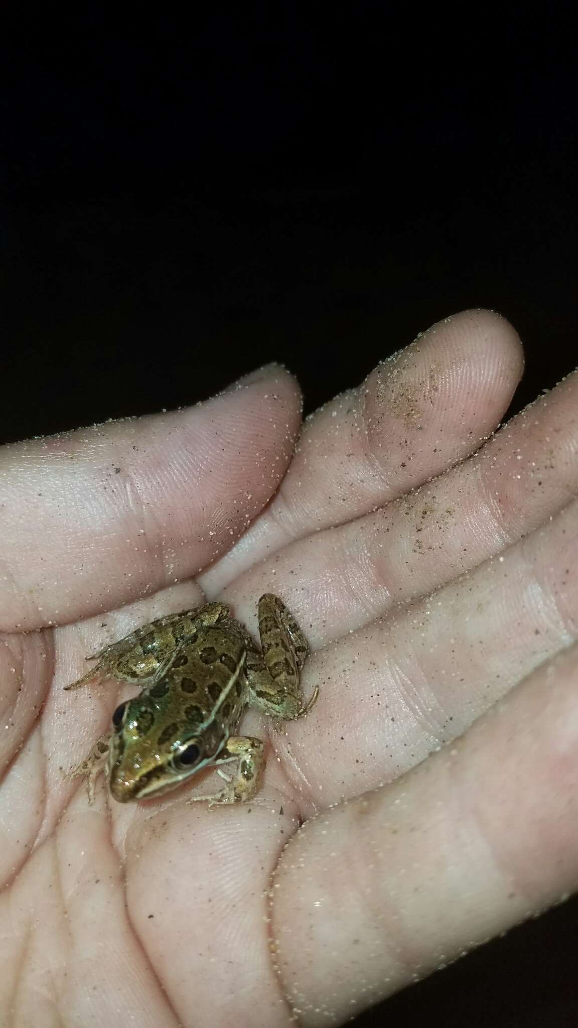 Image of Plains Leopard Frog