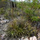 Image of Encholirium brachypodum L. B. Sm. & Read