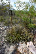 Image of Encholirium brachypodum L. B. Sm. & Read