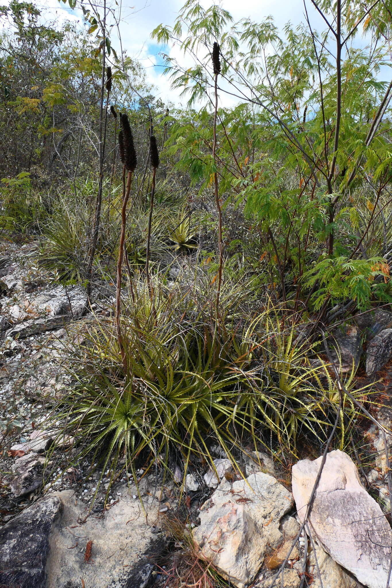 صورة Encholirium brachypodum L. B. Sm. & Read