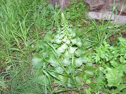 Image of Umbilicus rupestris (Salisb.) Dandy