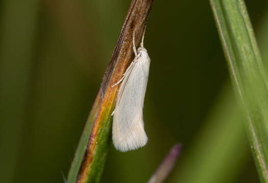 Image of Elachista argentella Clerck