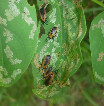 Odontota dorsalis (Thunberg 1805)的圖片