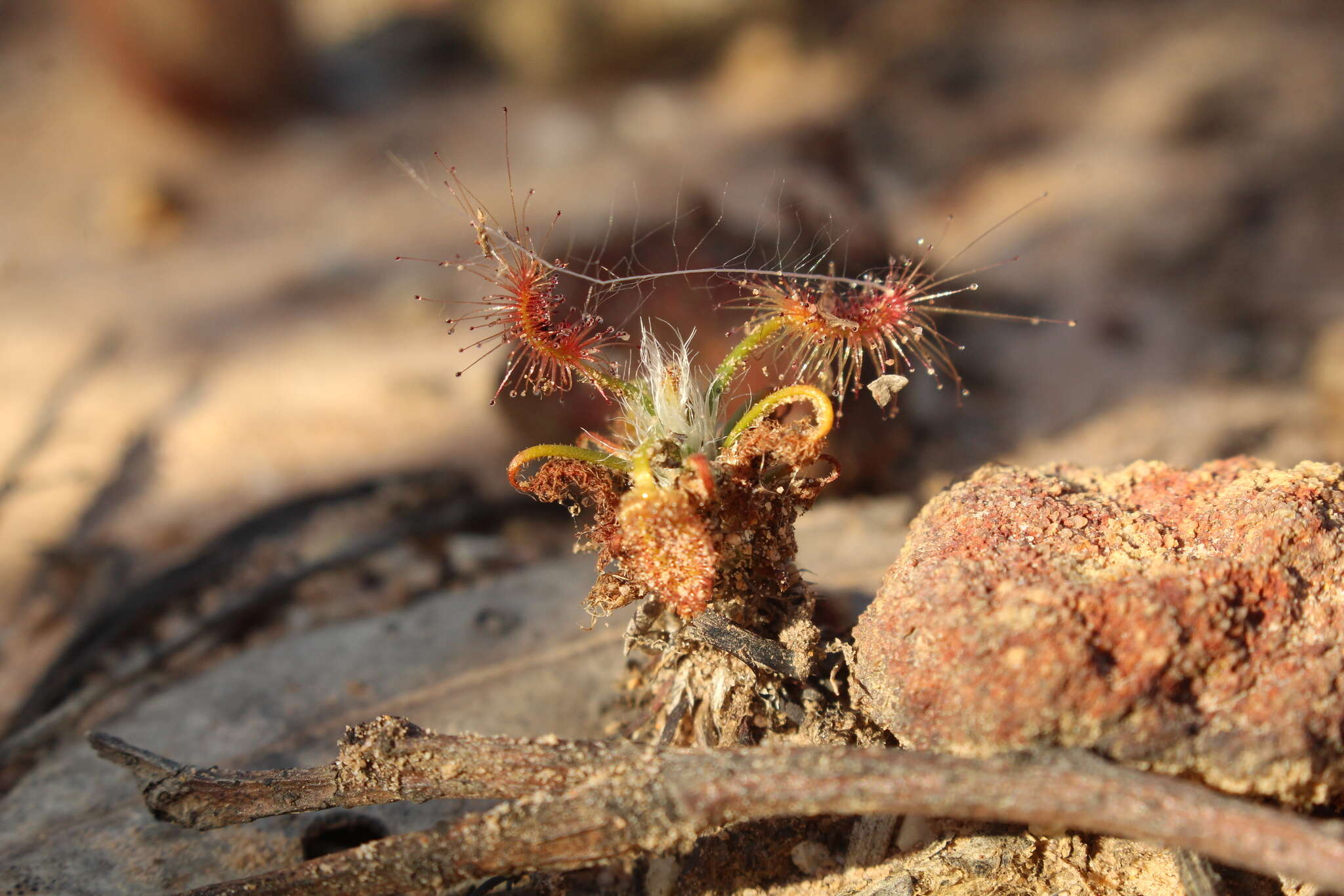 Image de Drosera scorpioides Planch.