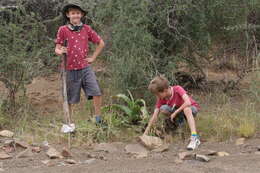 Image de Crinum buphanoides Welw. ex Baker