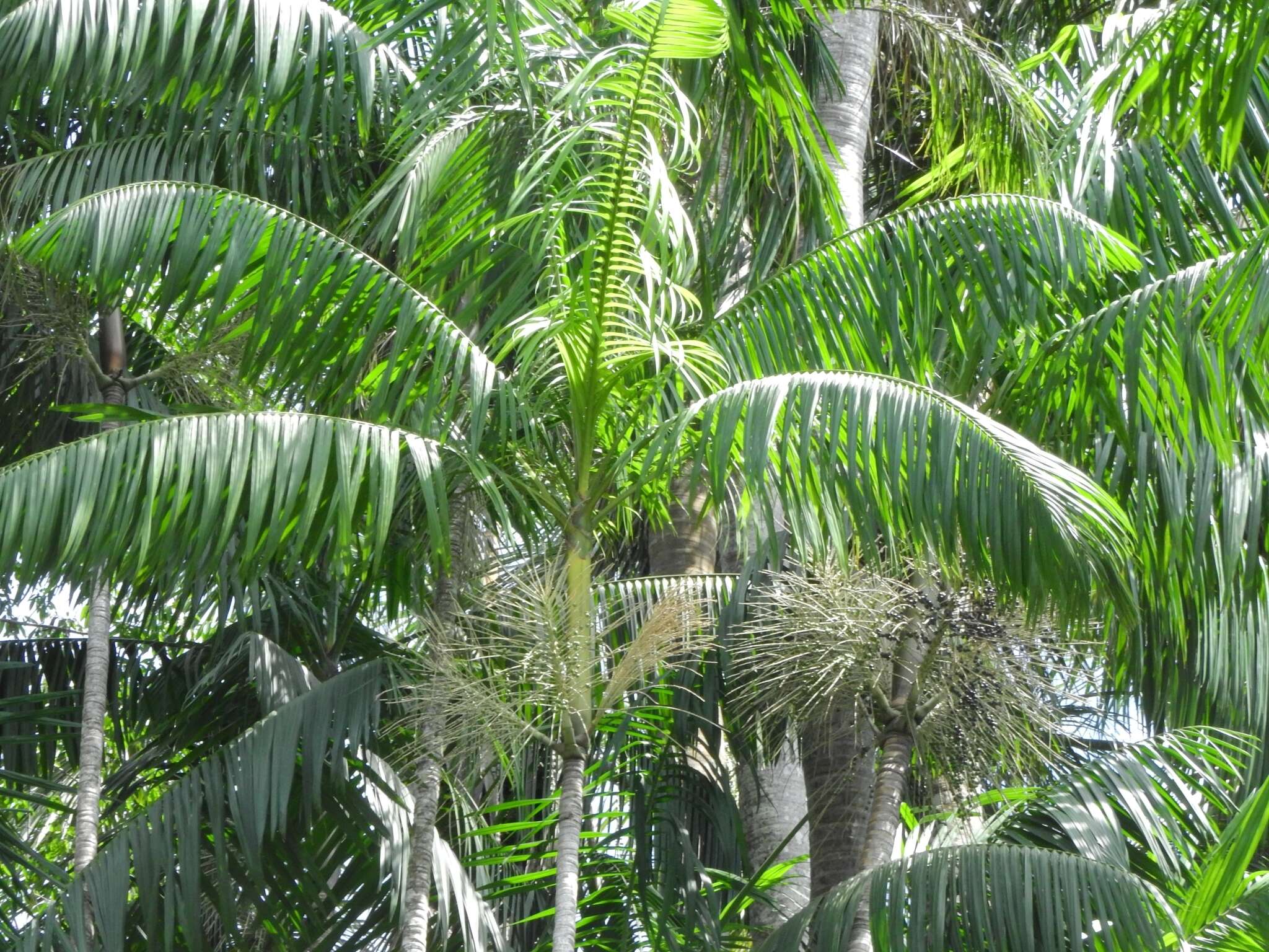 Image of Assai palm