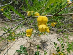 Plancia ëd Diphysa occidentalis Rose