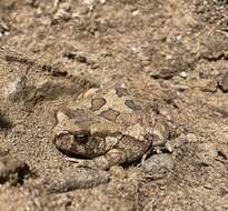 Image of Sclerophrys poweri (Hewitt 1935)