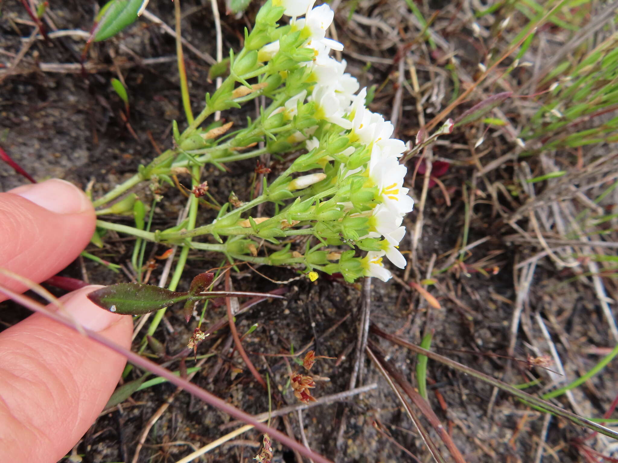 Image of Sebaea albens (L. fil.) Sm.