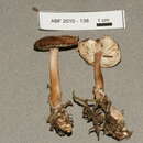 Image of Gymnopus butyraceus-trichopus Murrill 1938