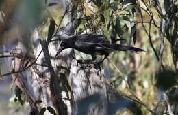 Imagem de Strepera versicolor arguta Gould 1846