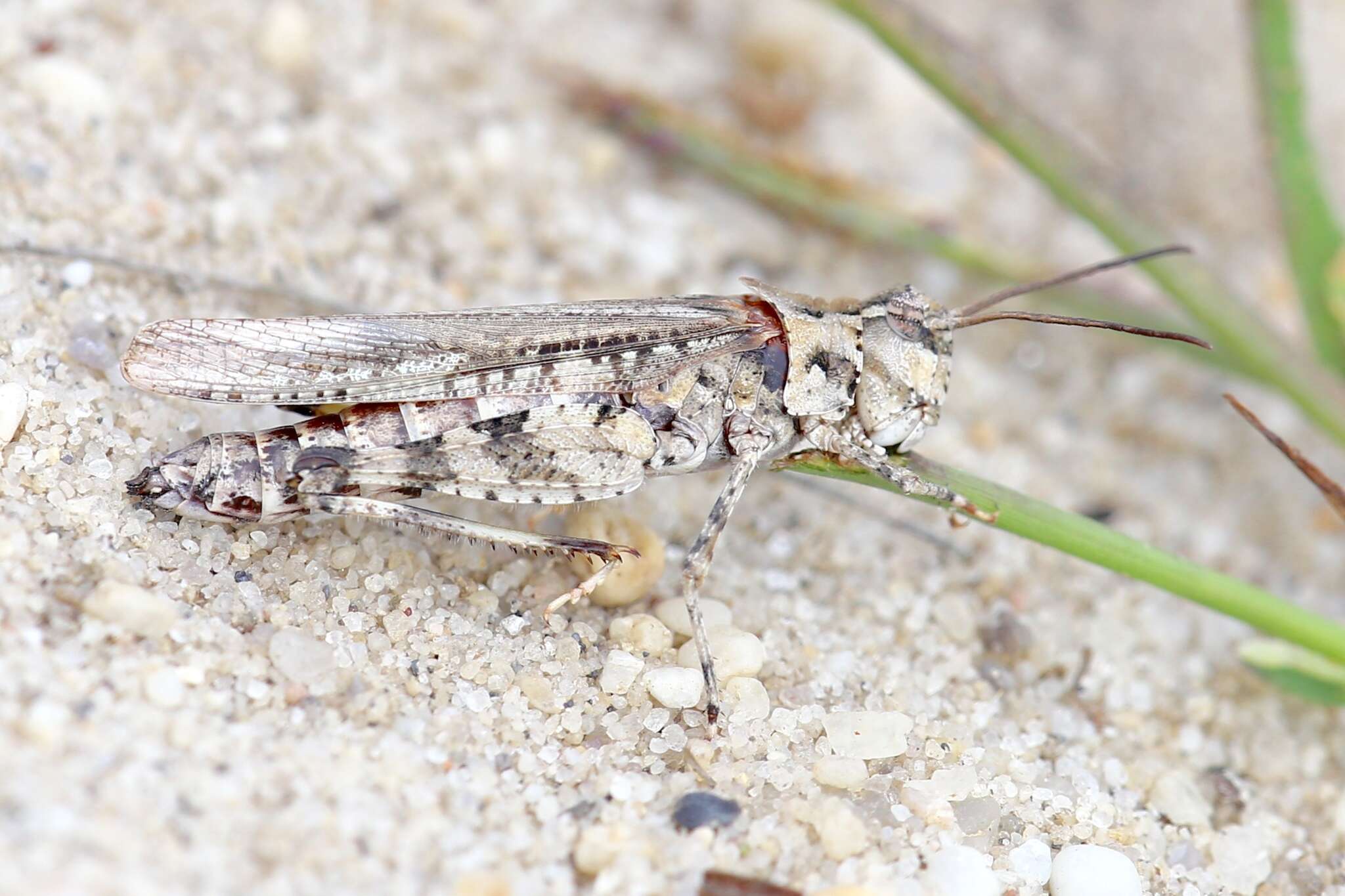 Image of Longhorn Band-wing Grasshopper