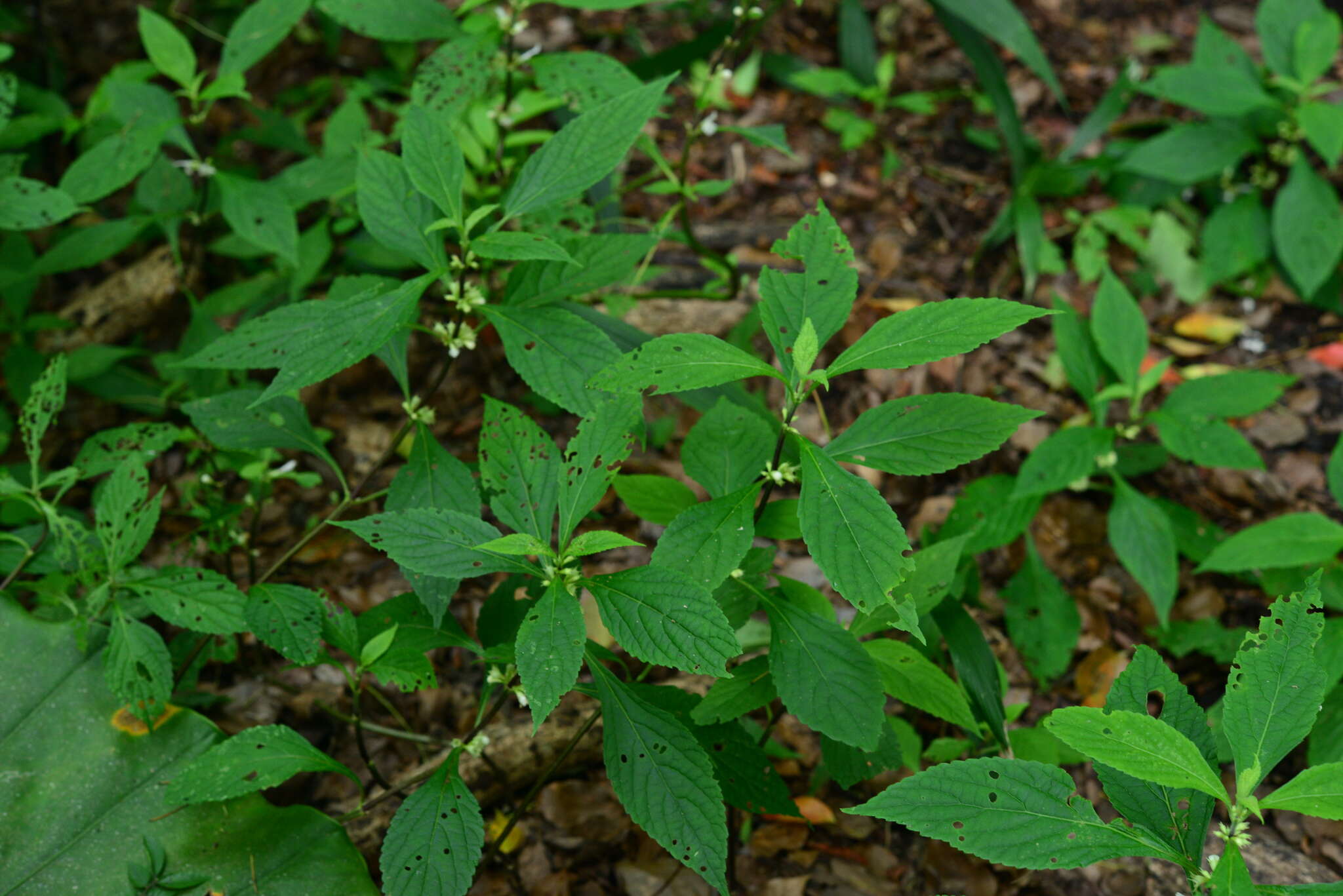 Image of Paraphlomis formosana (Hayata) T. H. Hsieh & T. C. Huang