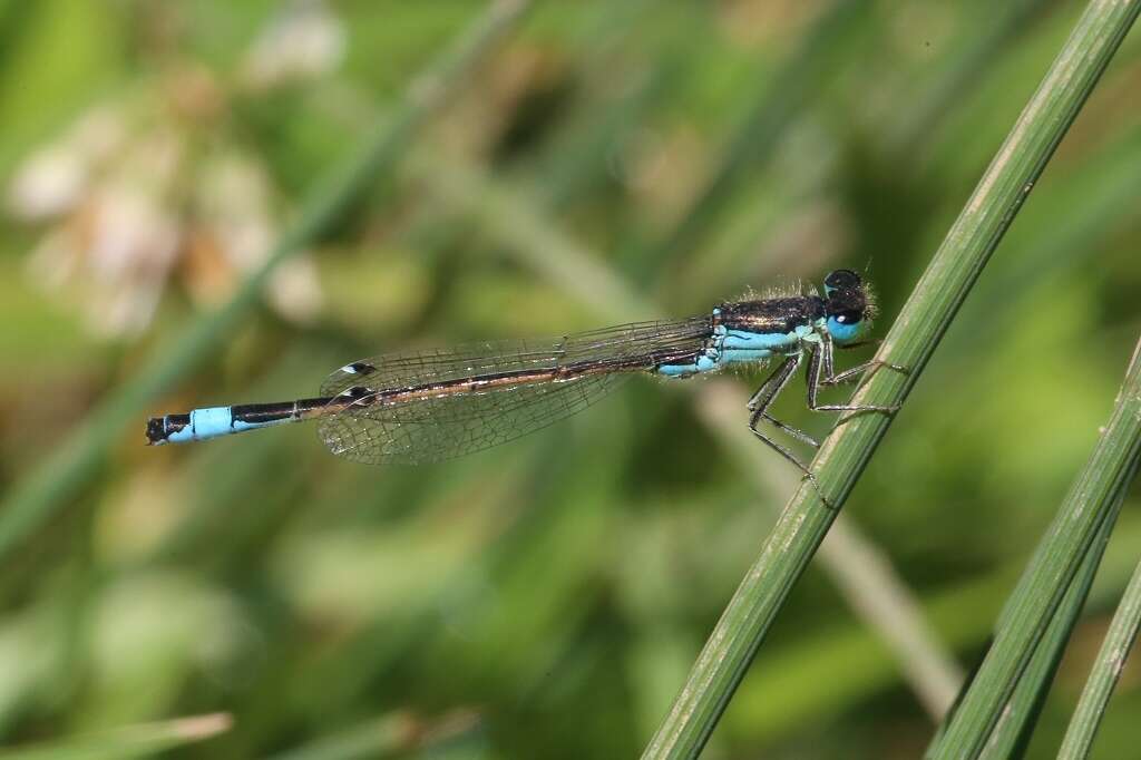 Imagem de Ischnura graellsii (Rambur 1842)