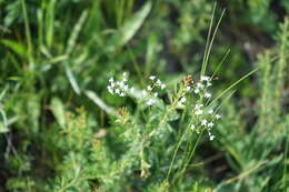 Sivun Galium paniculatum (Bunge) Pobed. kuva