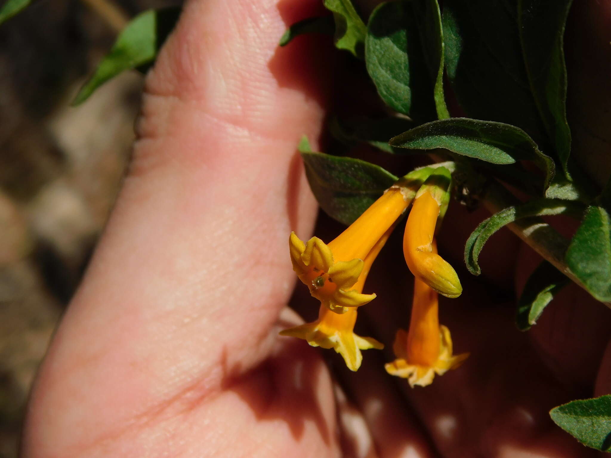 صورة Cestrum lorentzianum Griseb.