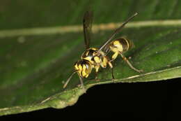 Image of Ropalidia flavopicta (Smith 1857)