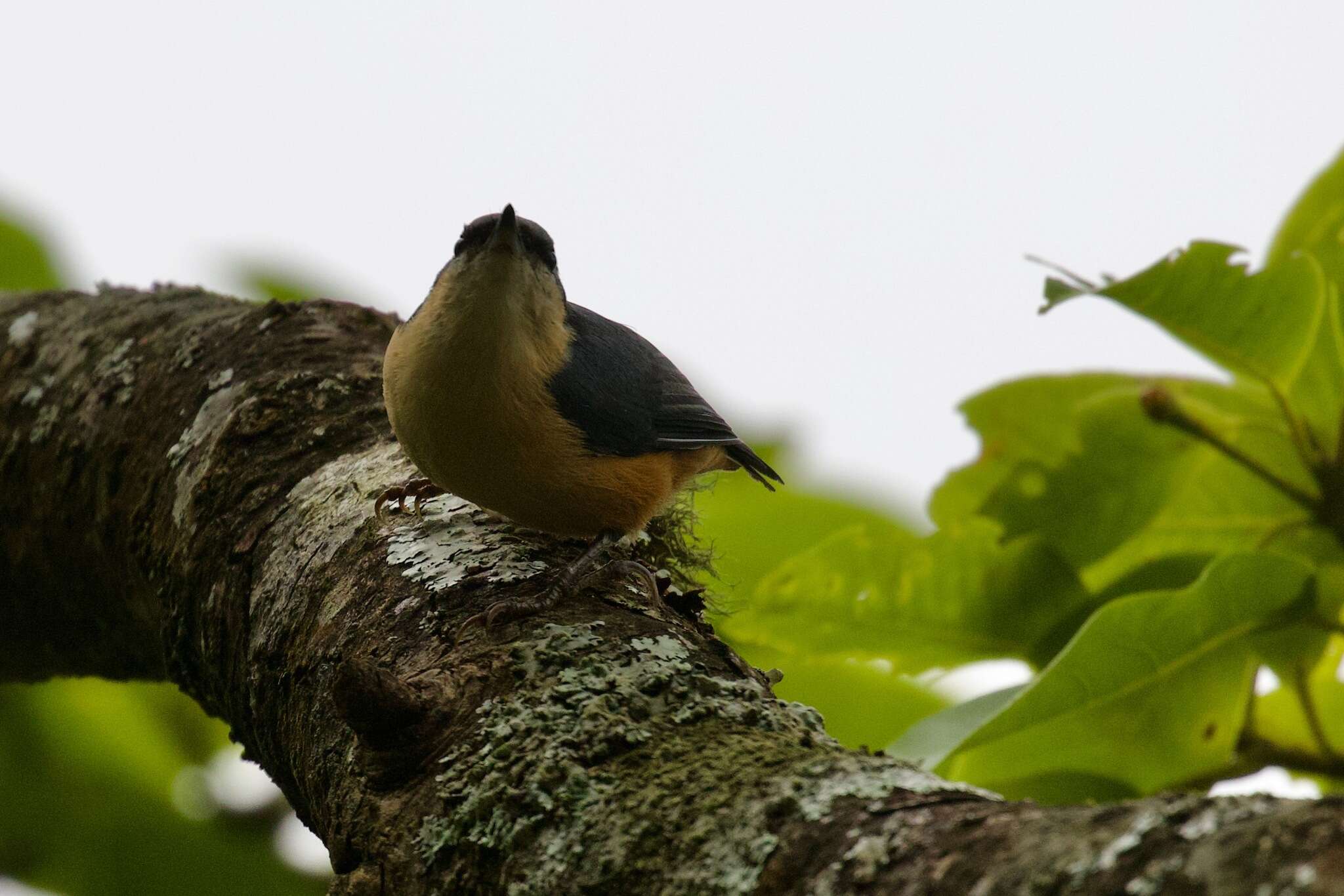 Image of White-tailed Nuthatch